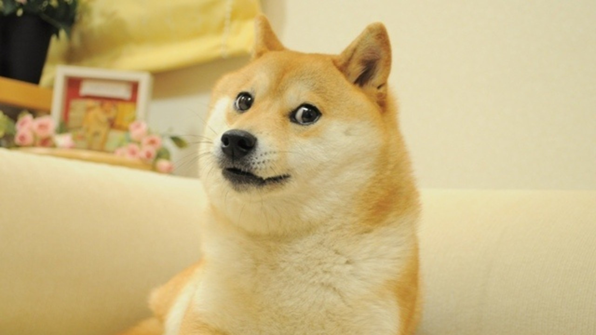 Doge Kabosu nie żyje